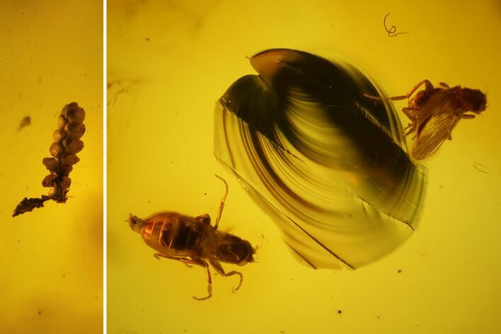 Several Fossil Flies (Diptera) & Liverwort (Bryophyta) in Baltic Amber #139050